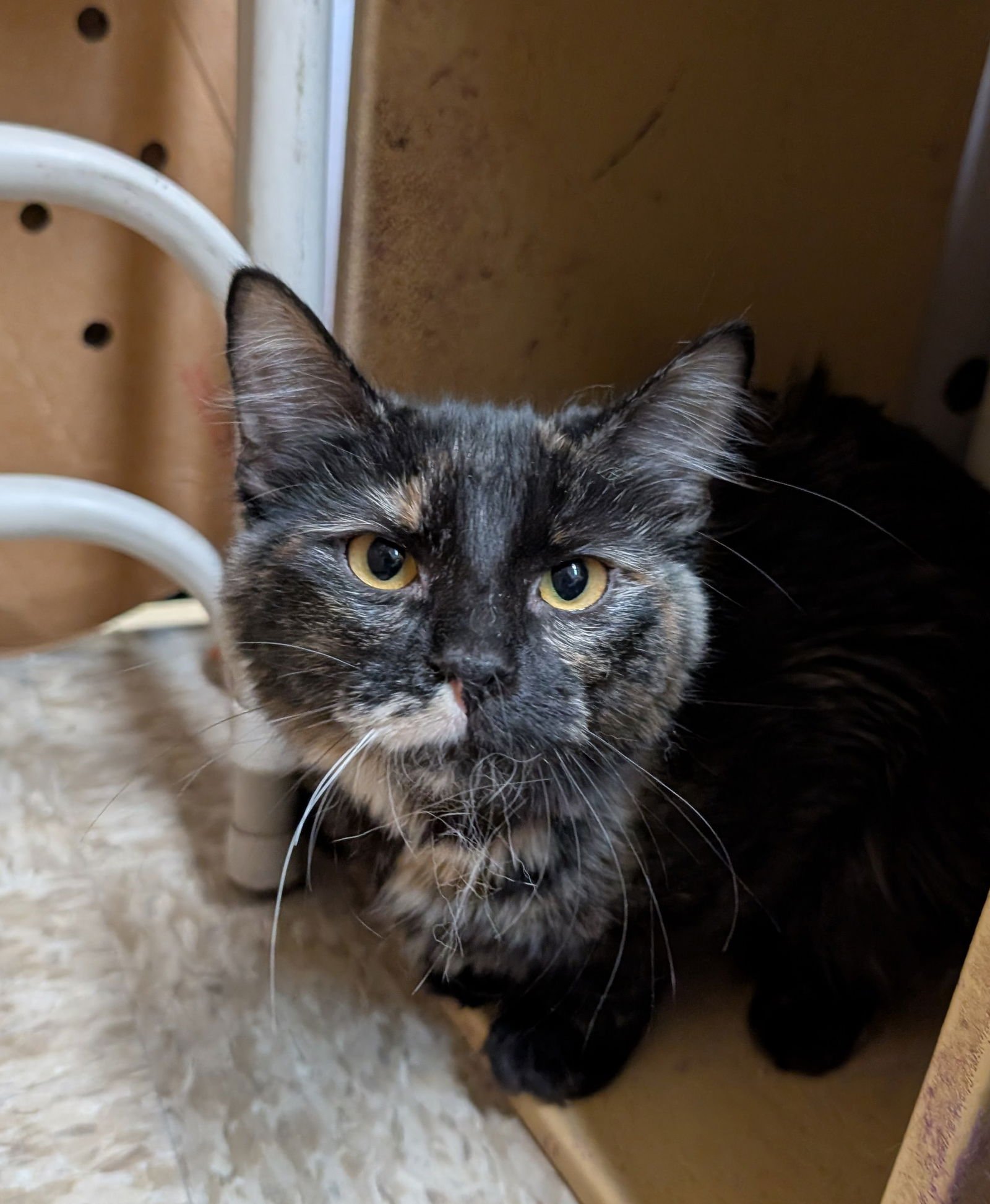 SAPPHIRE - Domestic Long Hair available for adoption