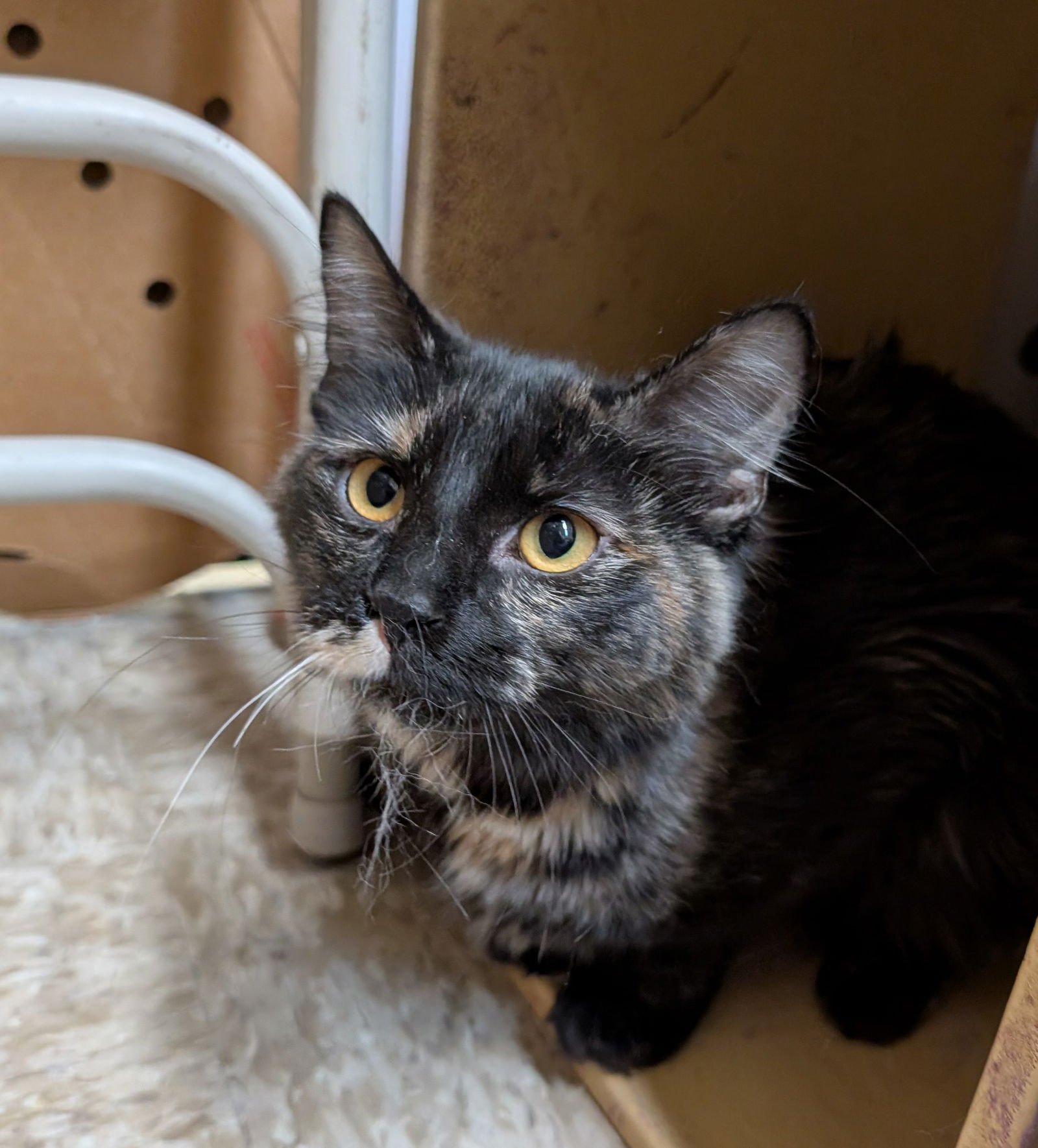 SAPPHIRE - Domestic Long Hair available for adoption