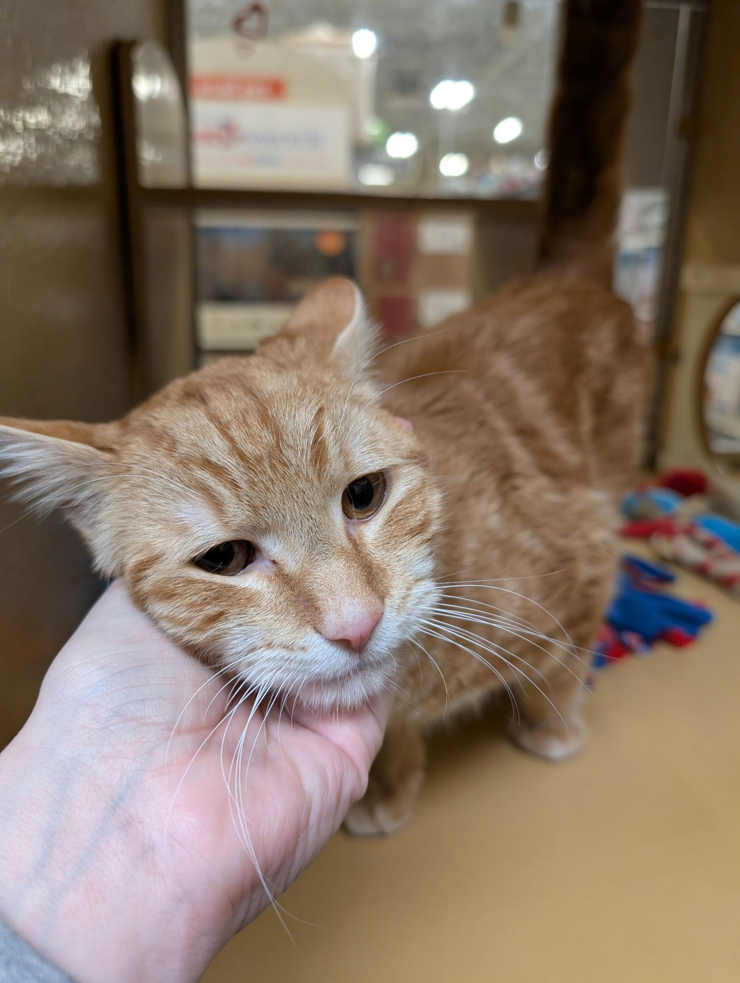 ORANGELLO - Domestic Short Hair available for adoption