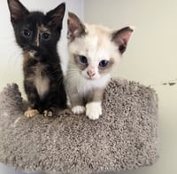 Shell & Shortstop (*bonded pair) - Photo 2
