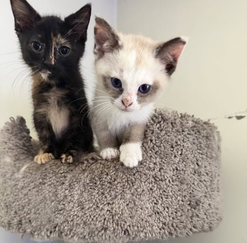 SHELL & SHORTSTOP (*BONDED PAIR) - Domestic Medium Hair available for adoption
