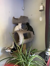 Shell & Shortstop (*bonded pair) - Photo 7