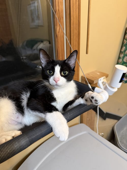 LOUISA - Domestic Short Hair available for adoption