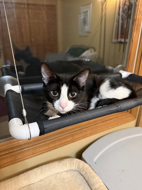 LOUISA - Domestic Short Hair available for adoption