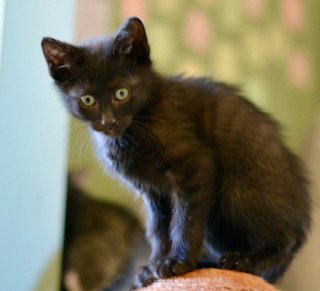 FRAN - Domestic Short Hair for adoption in Aurora