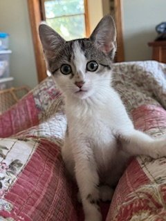 PIXIE - Domestic Short Hair available for adoption
