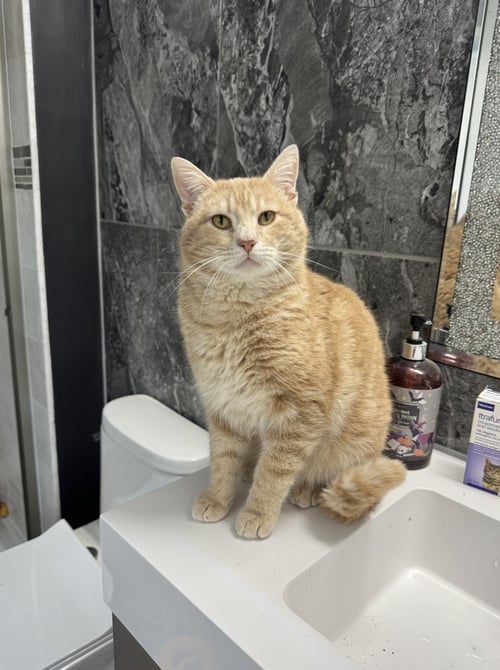 GOUDA - Domestic Short Hair / Tabby available for adoption