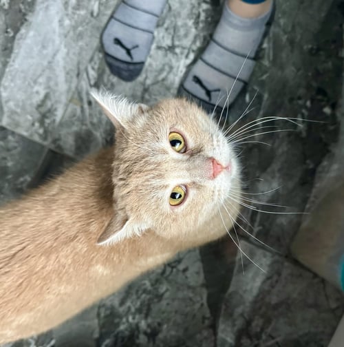 GOUDA - Domestic Short Hair / Tabby available for adoption