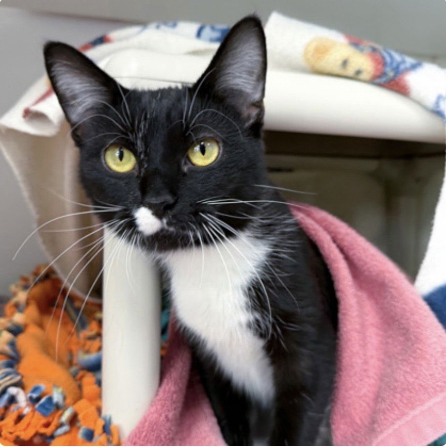 MANITAS - Domestic Short Hair available for adoption