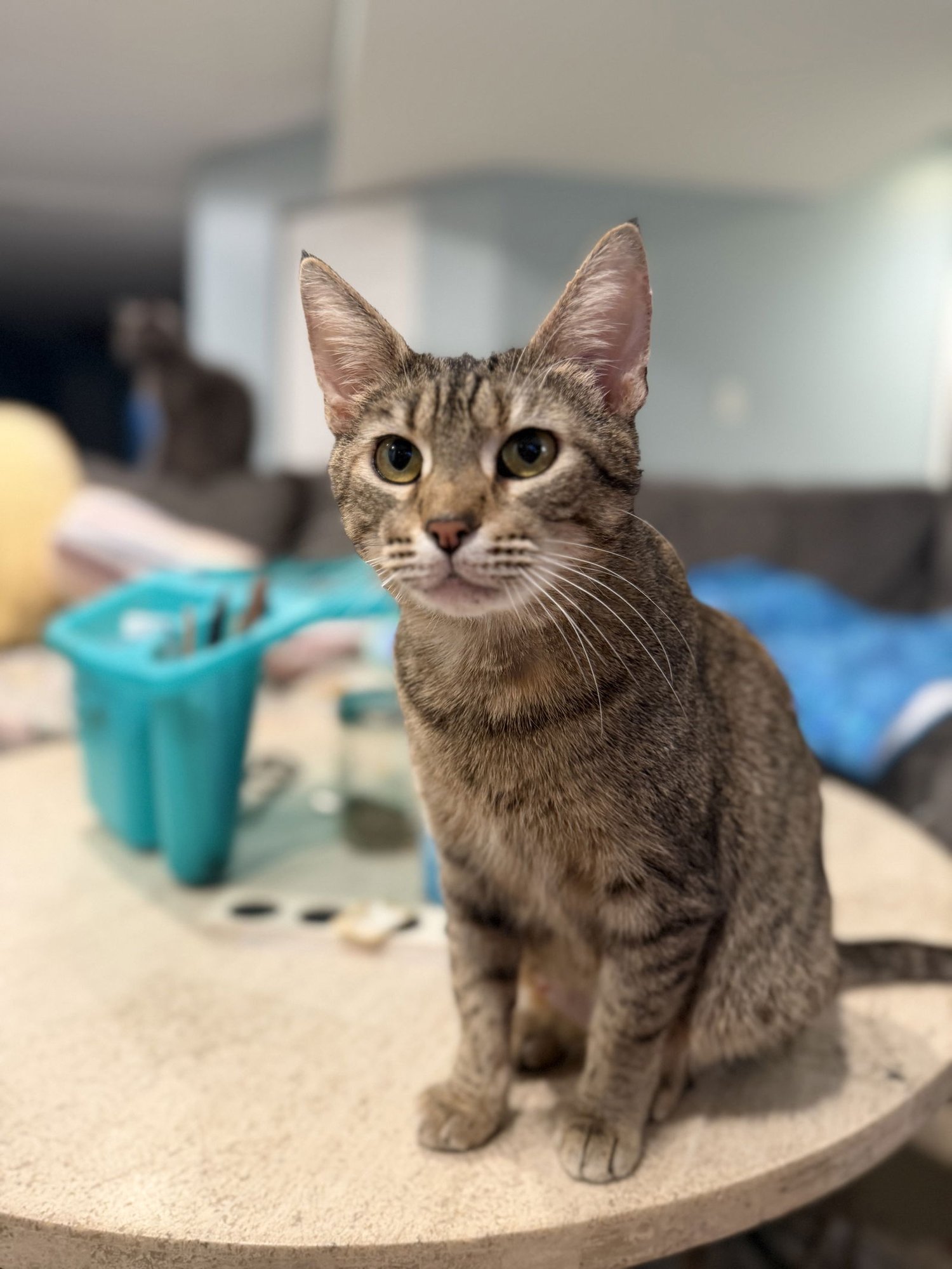 MS. FRIZZLE - Domestic Short Hair / Tabby available for adoption