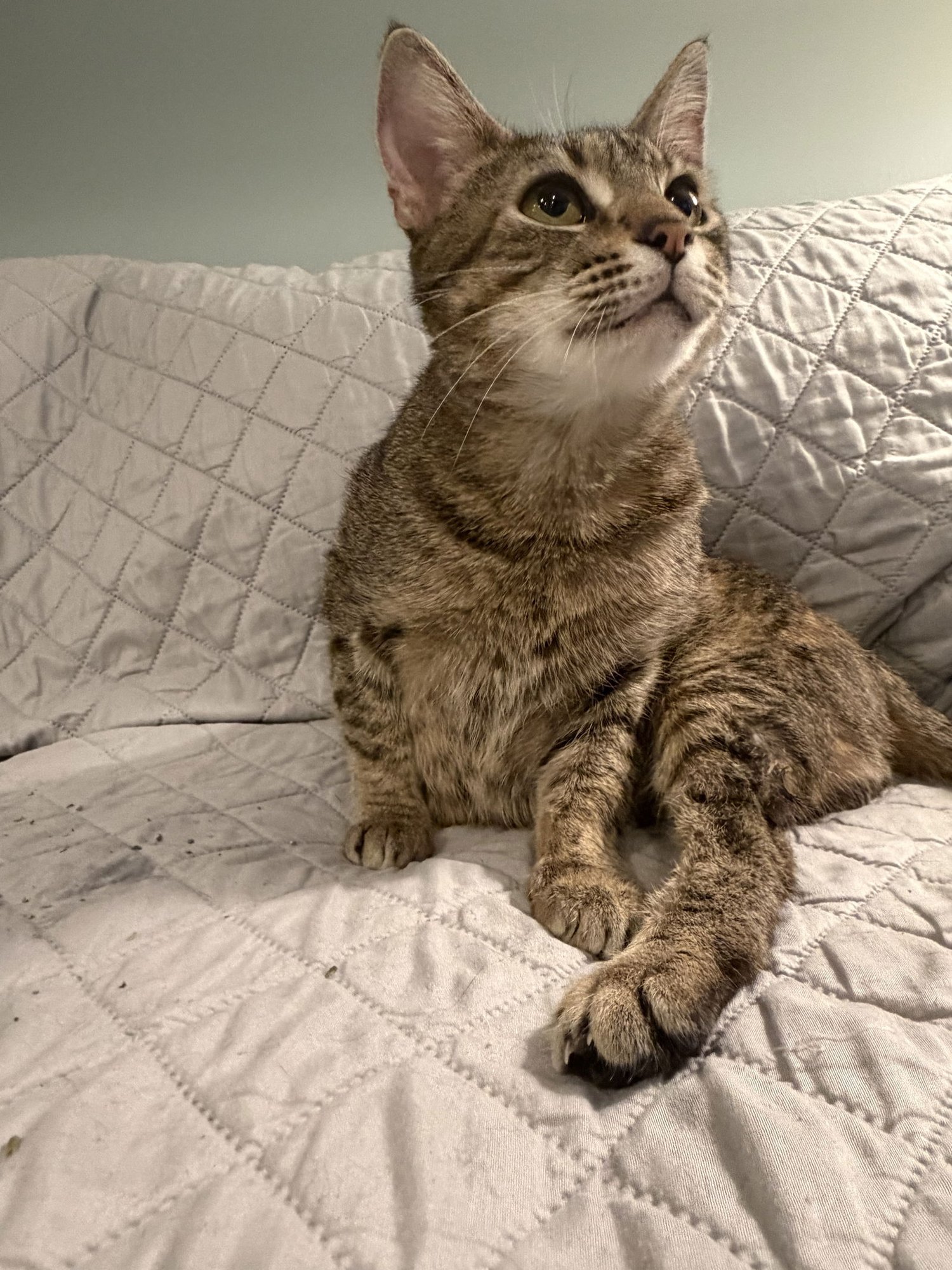 MS. FRIZZLE - Domestic Short Hair / Tabby available for adoption