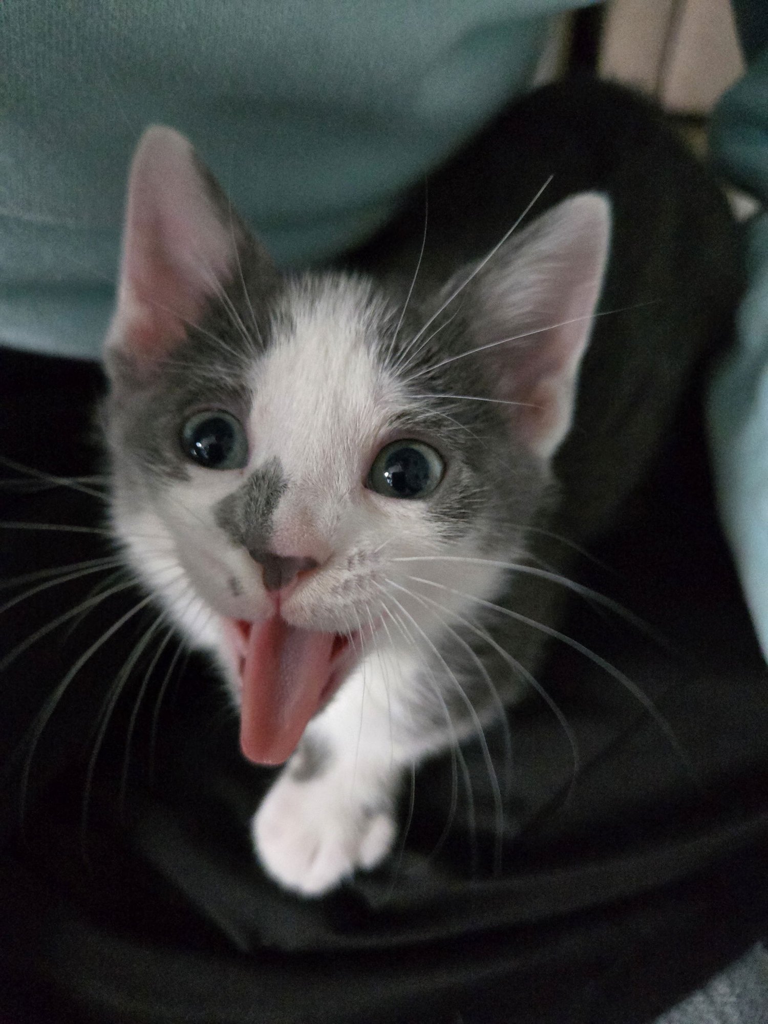 ALPHA - Domestic Short Hair available for adoption