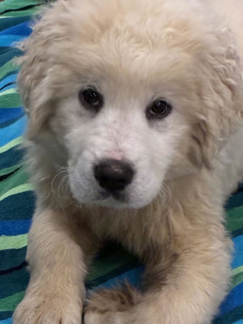 LUX - Great Pyrenees / Labrador Retriever available for adoption