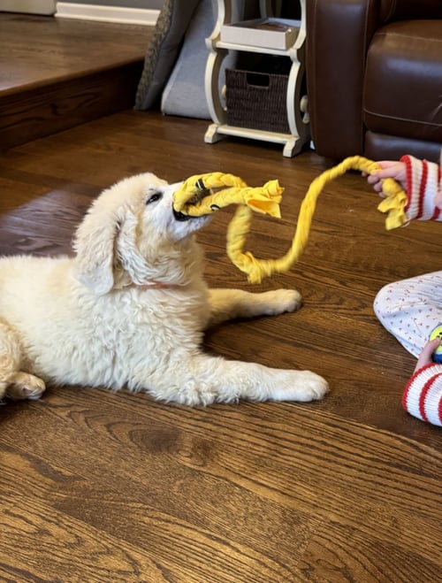 LUX - Great Pyrenees / Labrador Retriever available for adoption