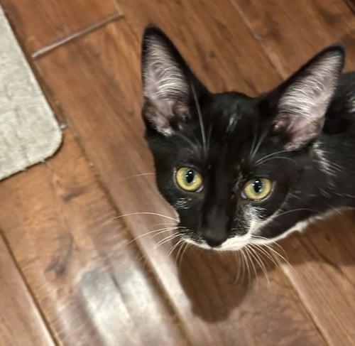 ANGUS - Domestic Short Hair available for adoption