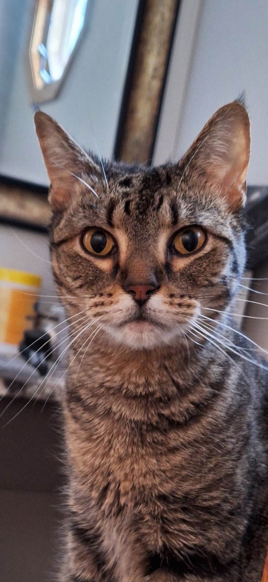 SAVANNAH - FRONT DECLAW - Domestic Short Hair available for adoption