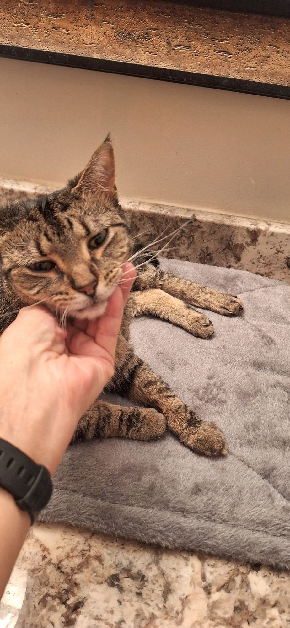 Savannah - front declaw - Photo 3