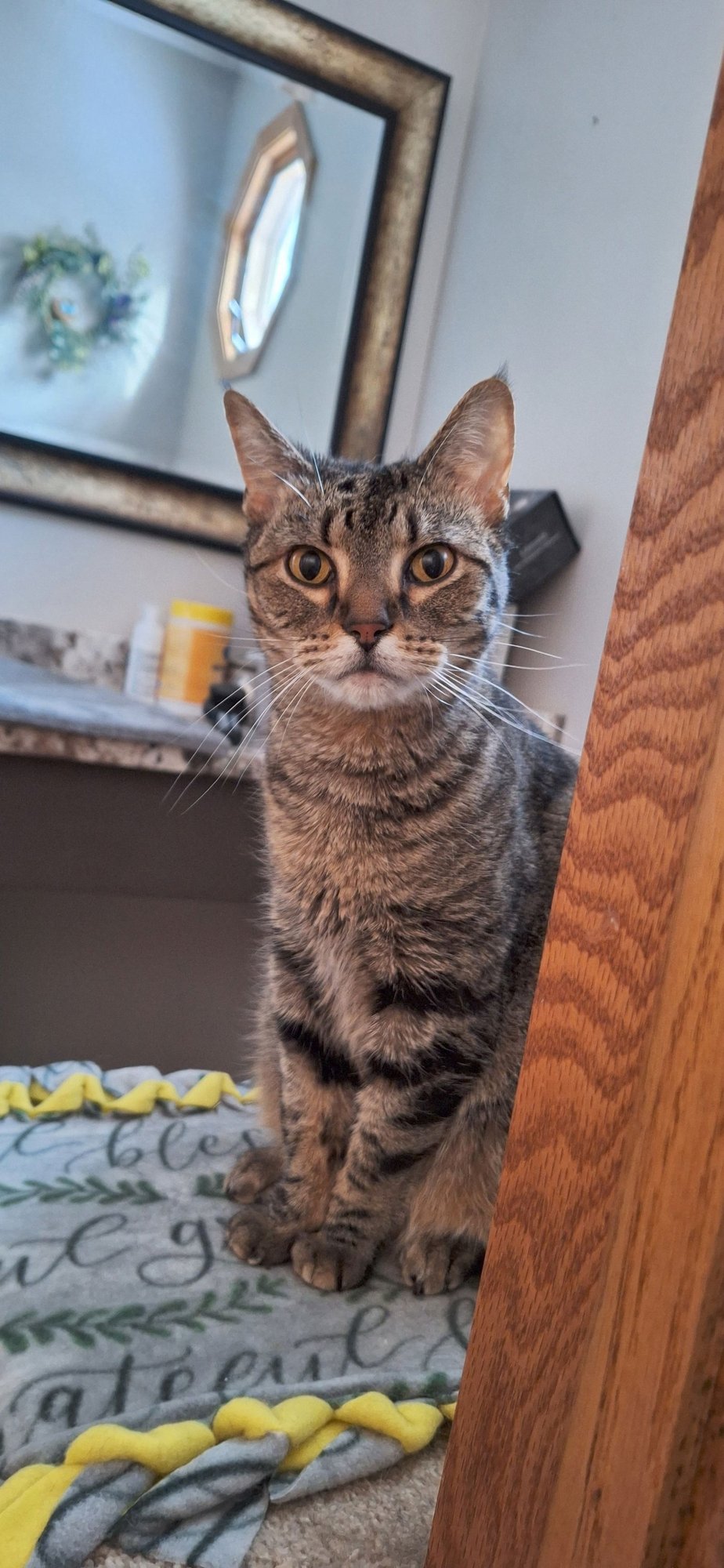 Savannah - front declaw - Photo 4