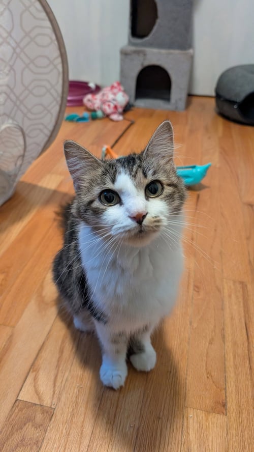 BEATRICE - Domestic Long Hair available for adoption