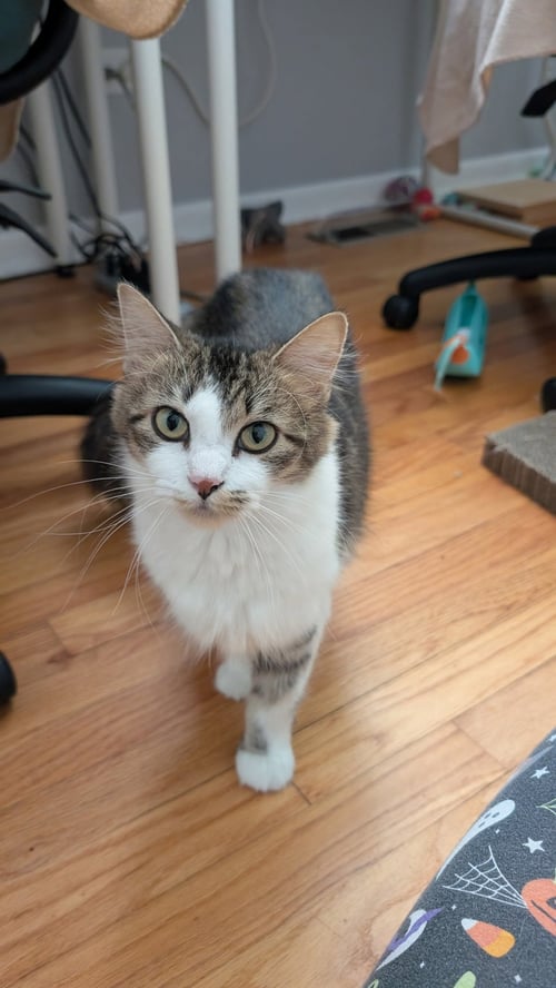 BEATRICE - Domestic Long Hair available for adoption