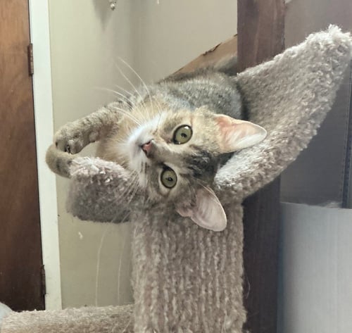 HILARY KNIGHT - Domestic Short Hair available for adoption