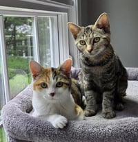 Piggly & Rolley (bonded pair) - Photo 4