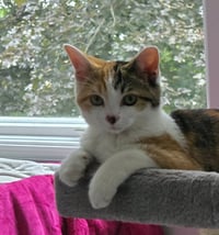 Piggly & Rolley (bonded pair) - Photo 5