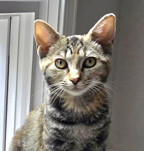 PIGGLY & ROLLEY (BONDED PAIR) - Domestic Short Hair available for adoption