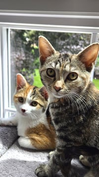 Piggly & Rolley (bonded pair) - Photo 1