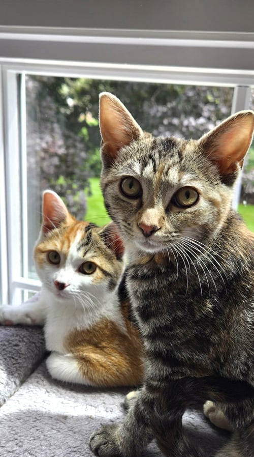 PIGGLY & ROLLEY (BONDED PAIR) - Domestic Short Hair available for adoption