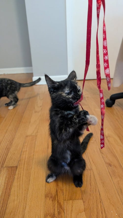 BARB - Domestic Short Hair available for adoption