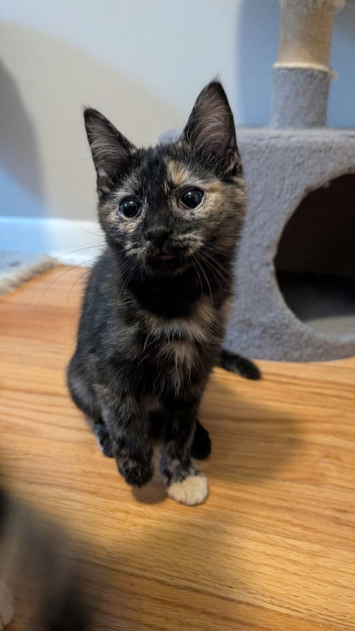 BARB - Domestic Short Hair available for adoption