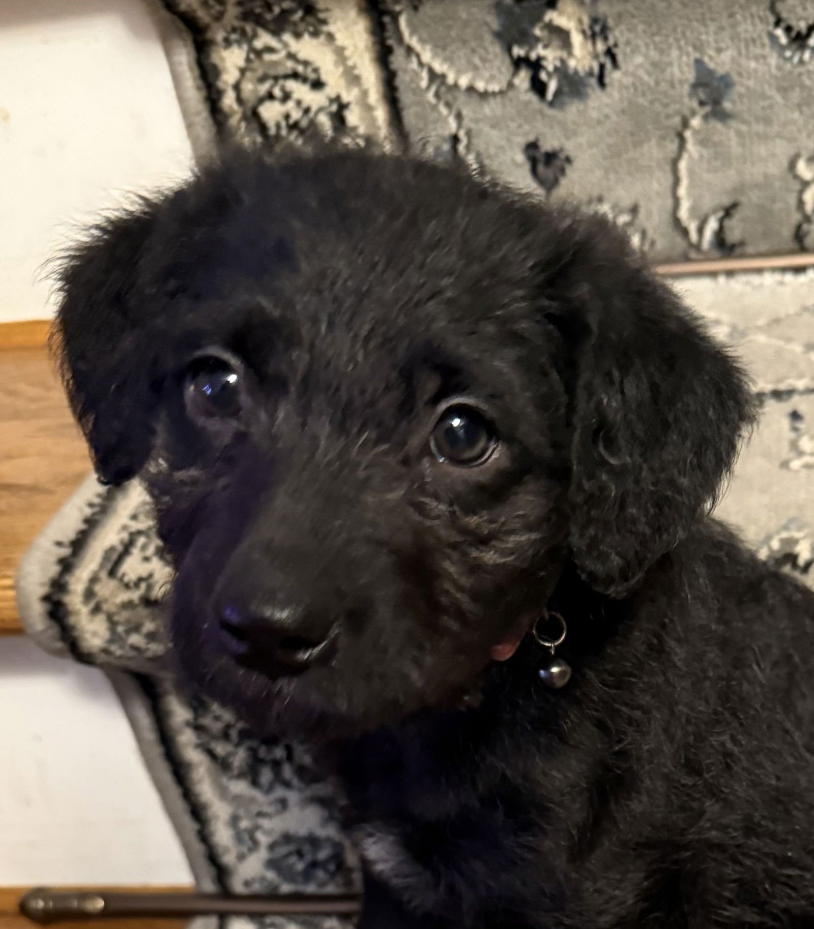 DOLLY - Labrador Retriever / Poodle (Standard) available for adoption