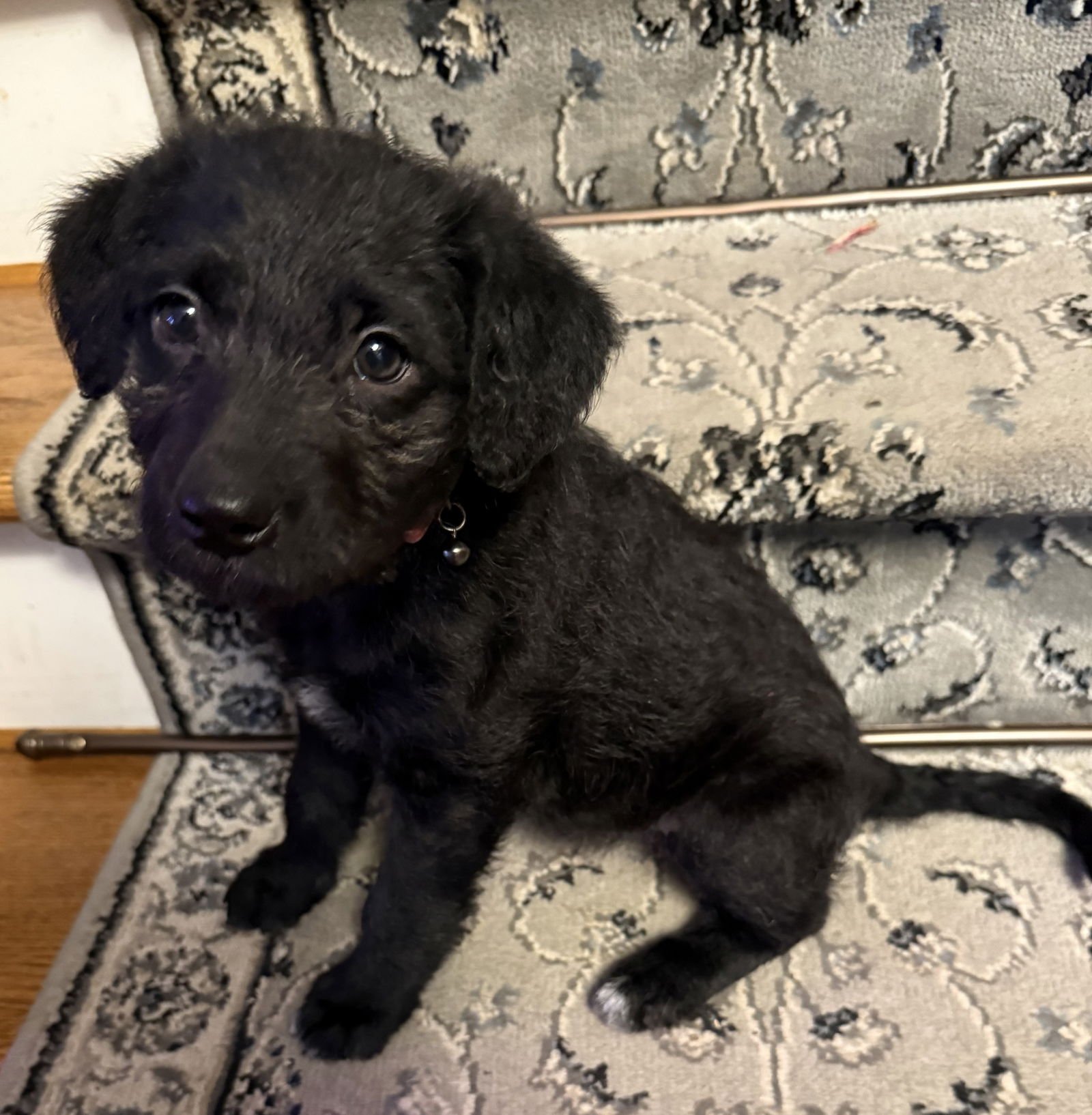 DOLLY - Labrador Retriever / Poodle (Standard) available for adoption