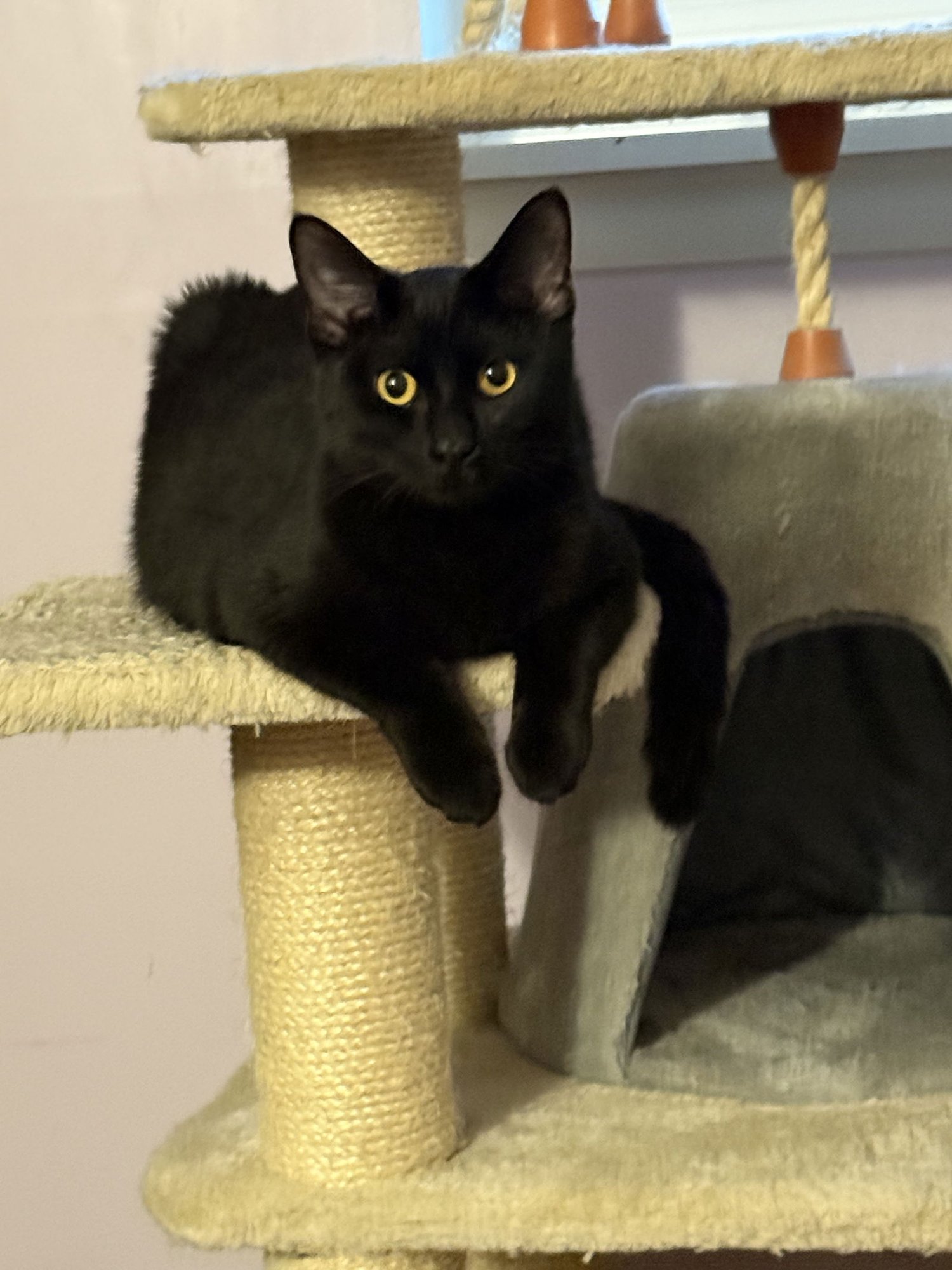 SUSIE - Domestic Short Hair available for adoption