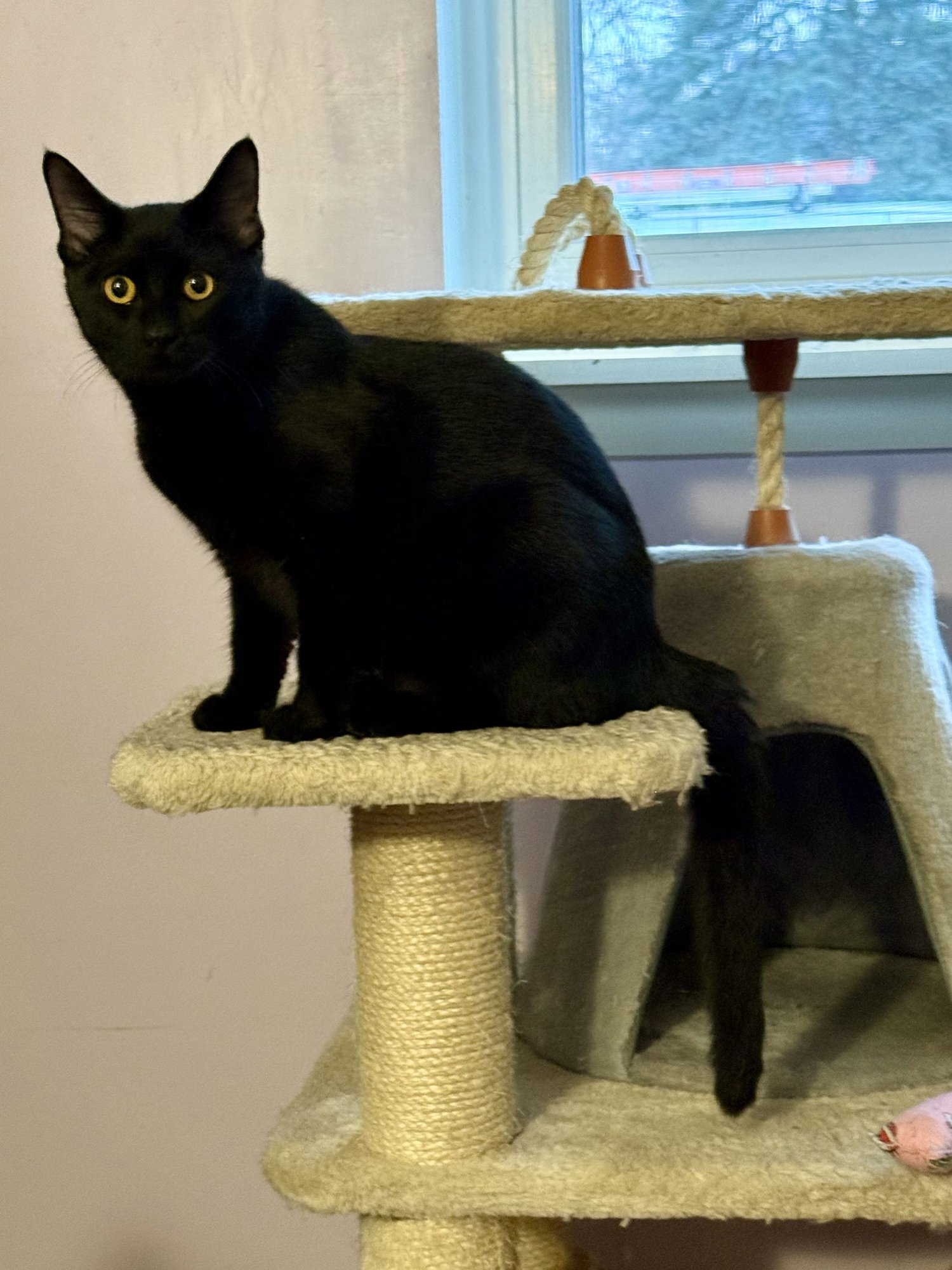 SUSIE - Domestic Short Hair available for adoption