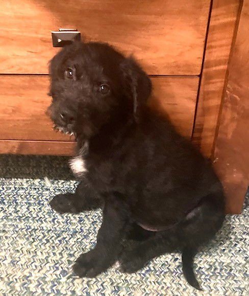 CUDDLES - Labrador Retriever / Poodle (Standard) available for adoption