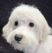 Benson - Photo 1