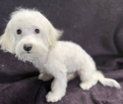 BENSON - Maltese / Poodle (Miniature) available for adoption