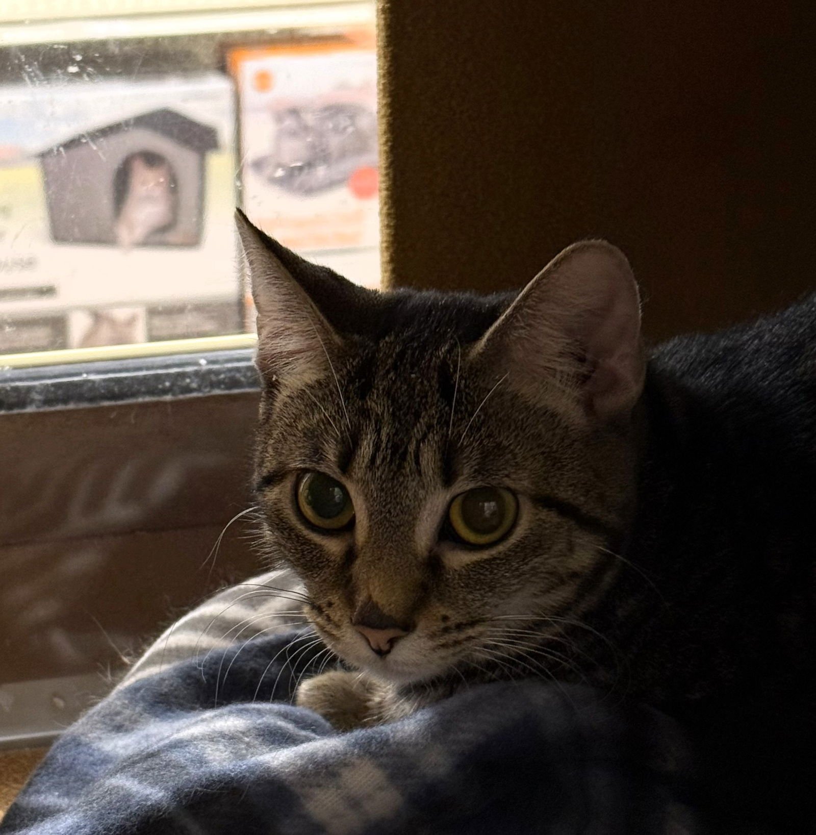 SWIRLY - Domestic Short Hair available for adoption