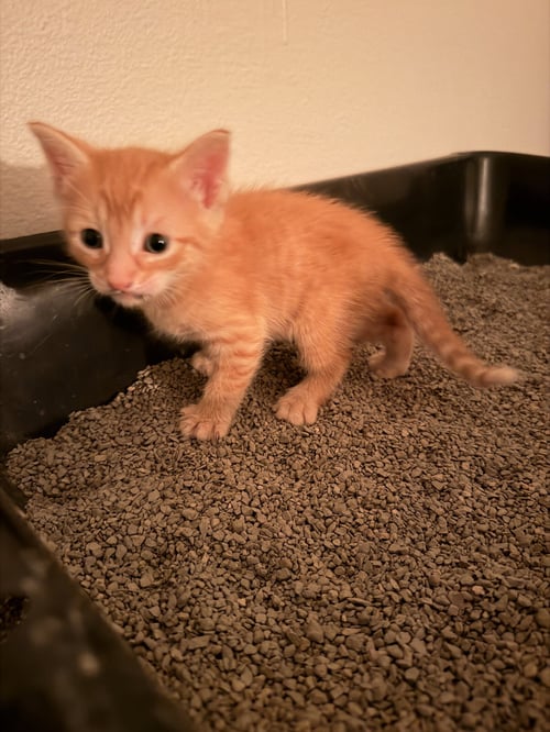 ORZO - Domestic Short Hair for adoption in Naperville