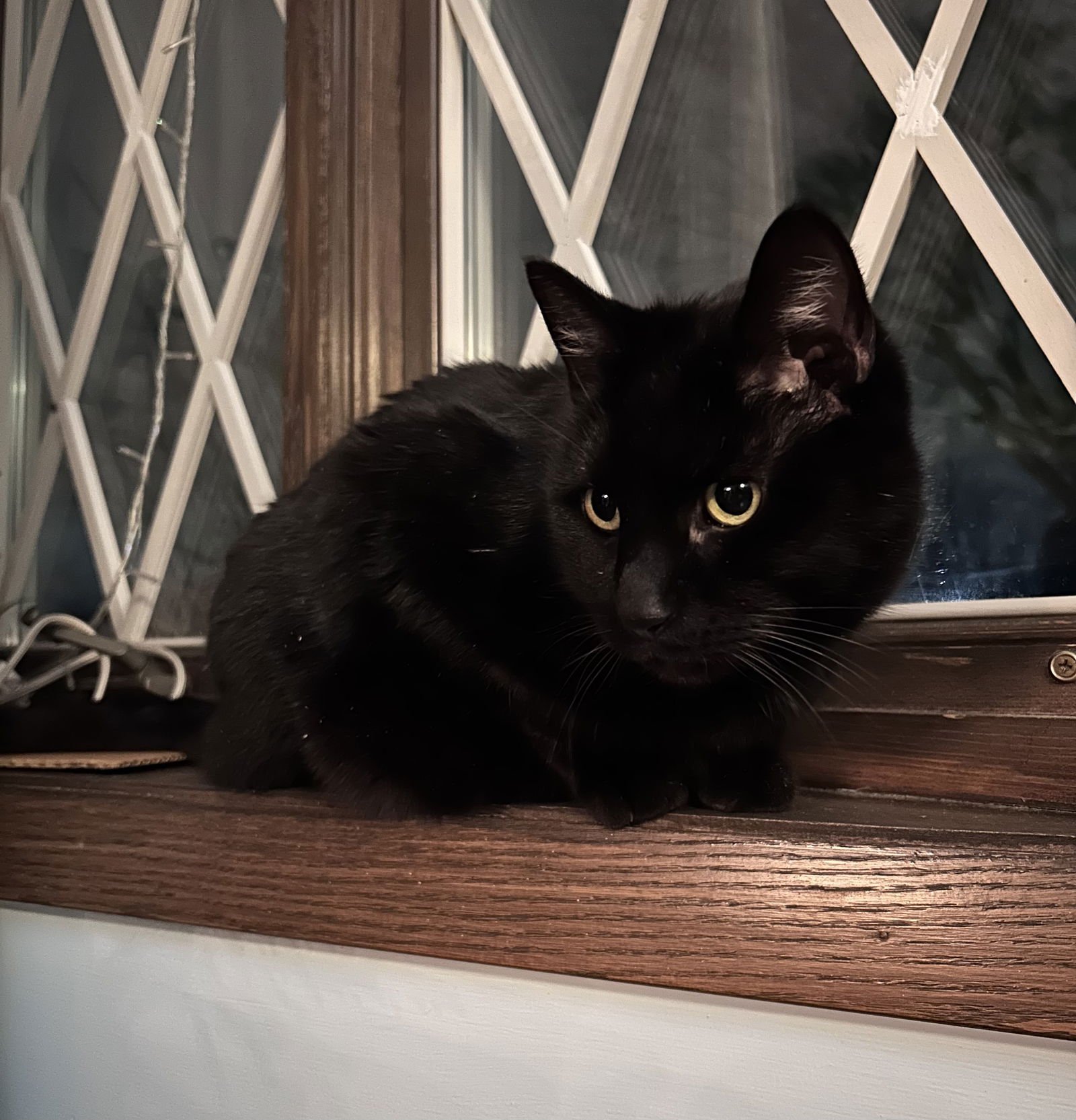 OOLONG - Domestic Short Hair available for adoption