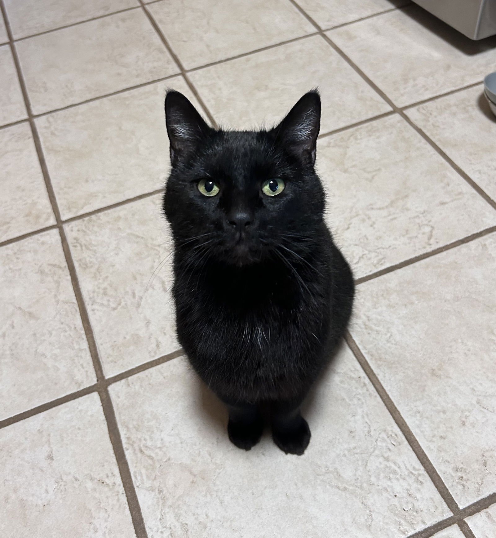 OOLONG - Domestic Short Hair available for adoption