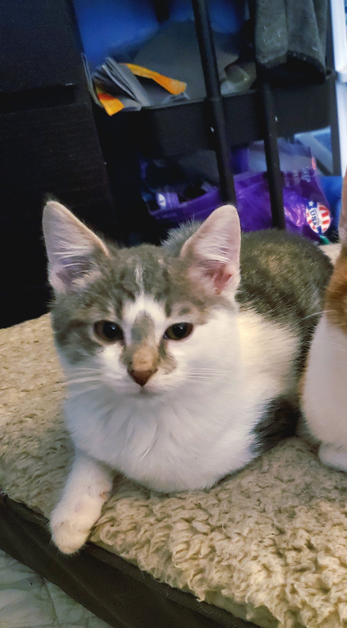 CRUNCHWRAP SUPREME - Domestic Short Hair available for adoption