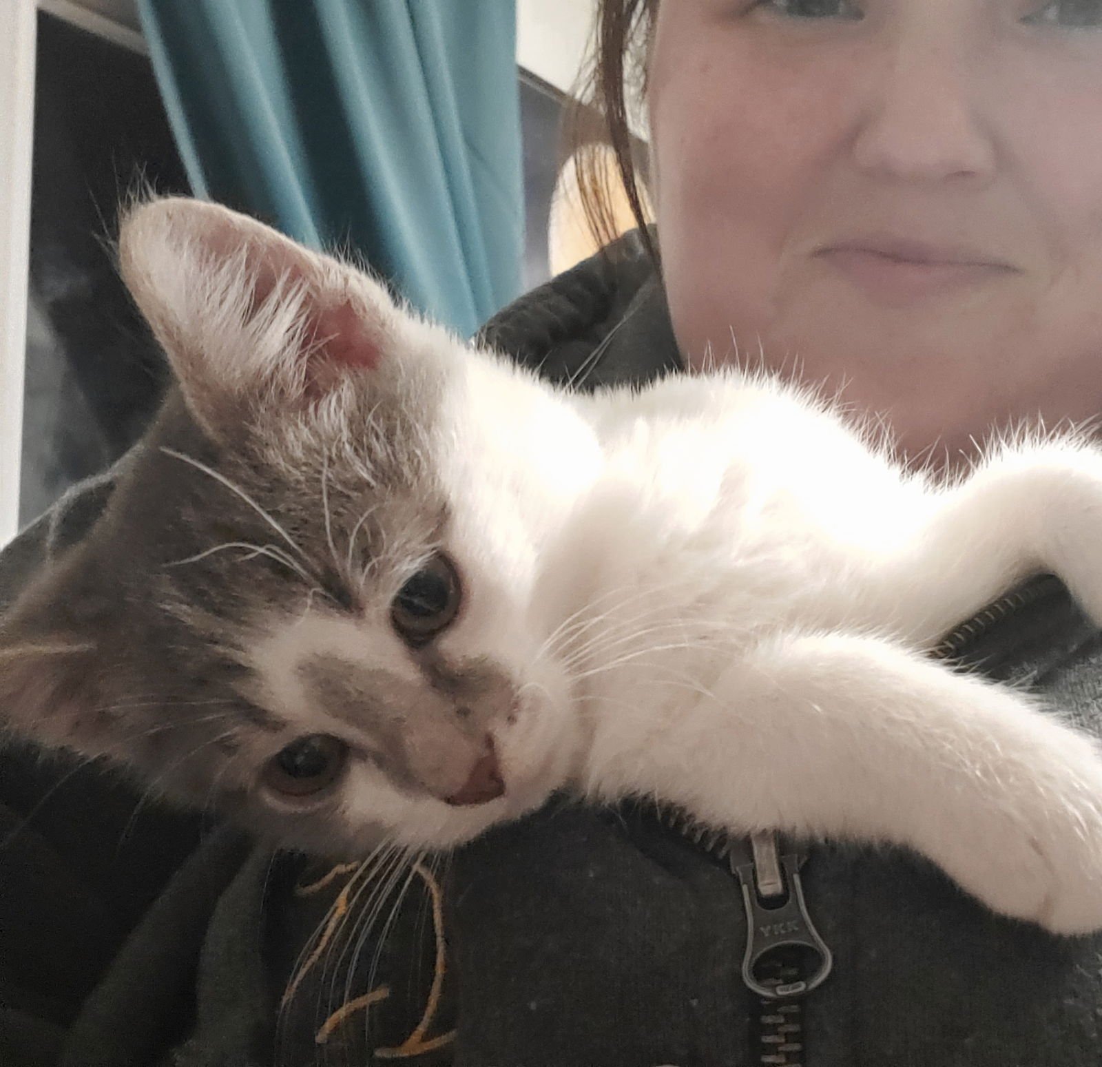 CRUNCHWRAP SUPREME - Domestic Short Hair available for adoption