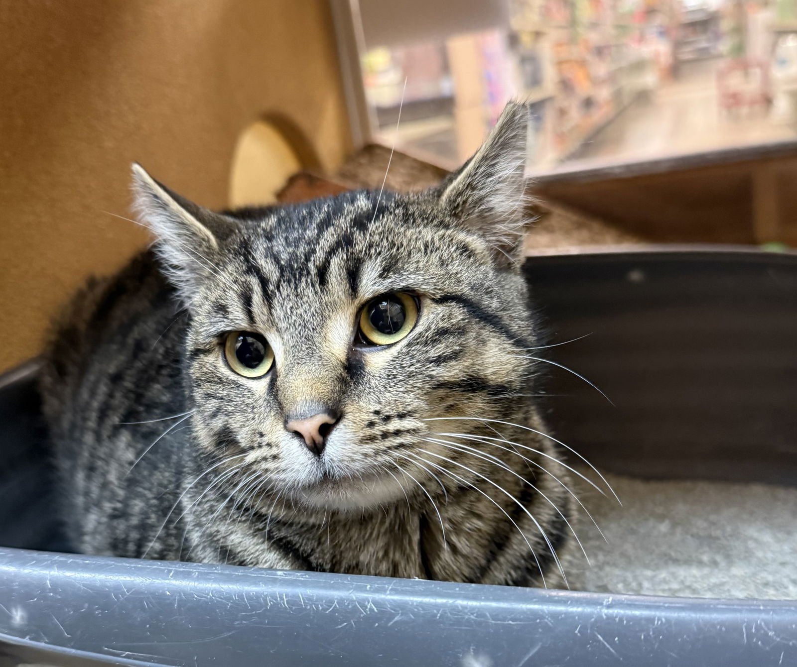 SPECKLES - Domestic Short Hair available for adoption