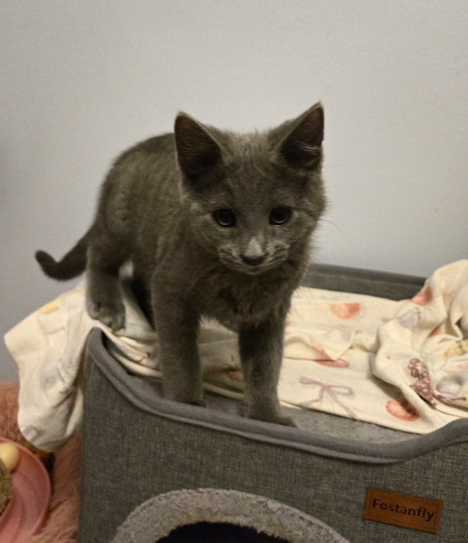CHARLIE BROWN - Domestic Short Hair available for adoption