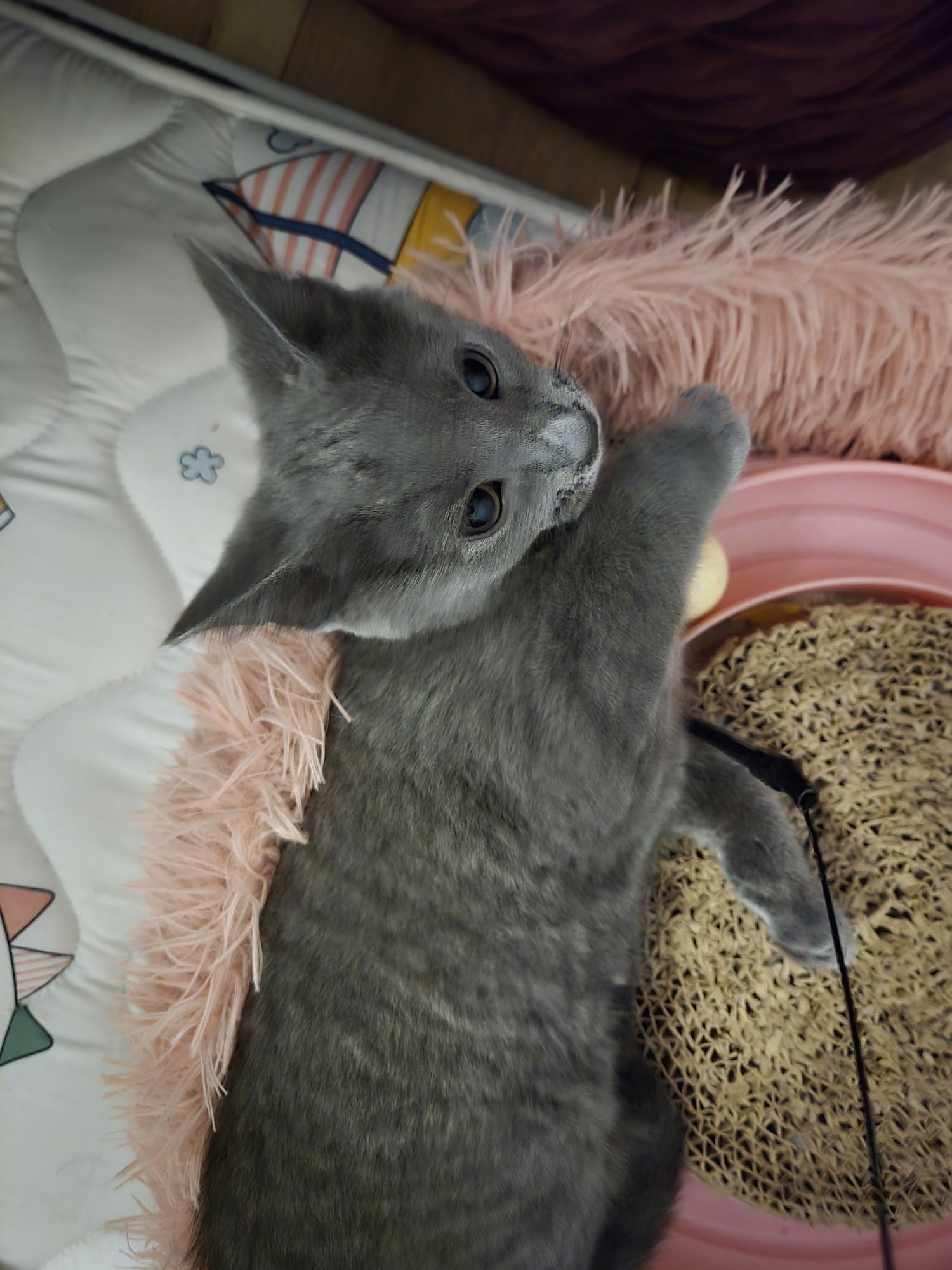 CHARLIE BROWN - Domestic Short Hair available for adoption