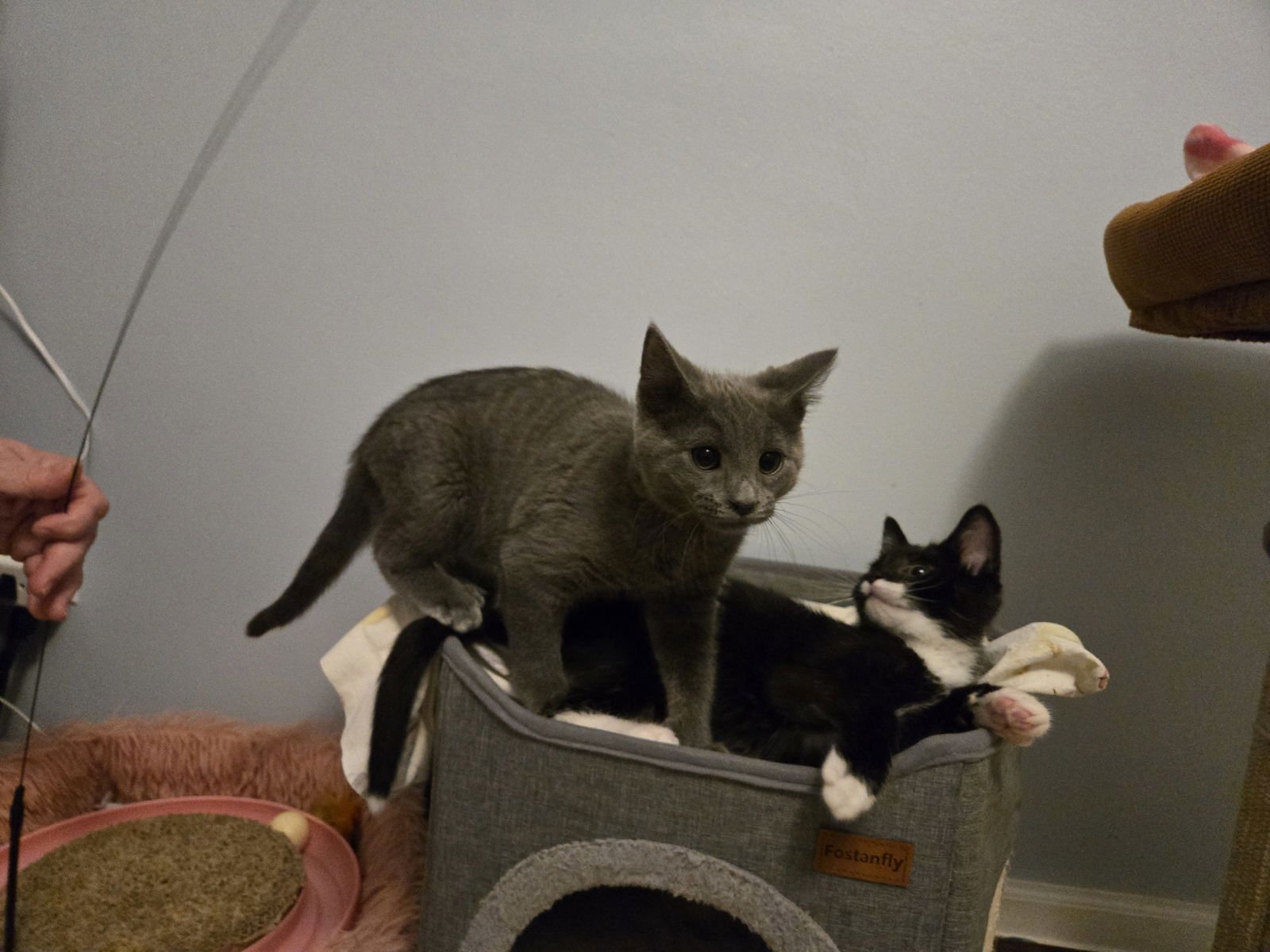 Charlie Brown - Photo 3