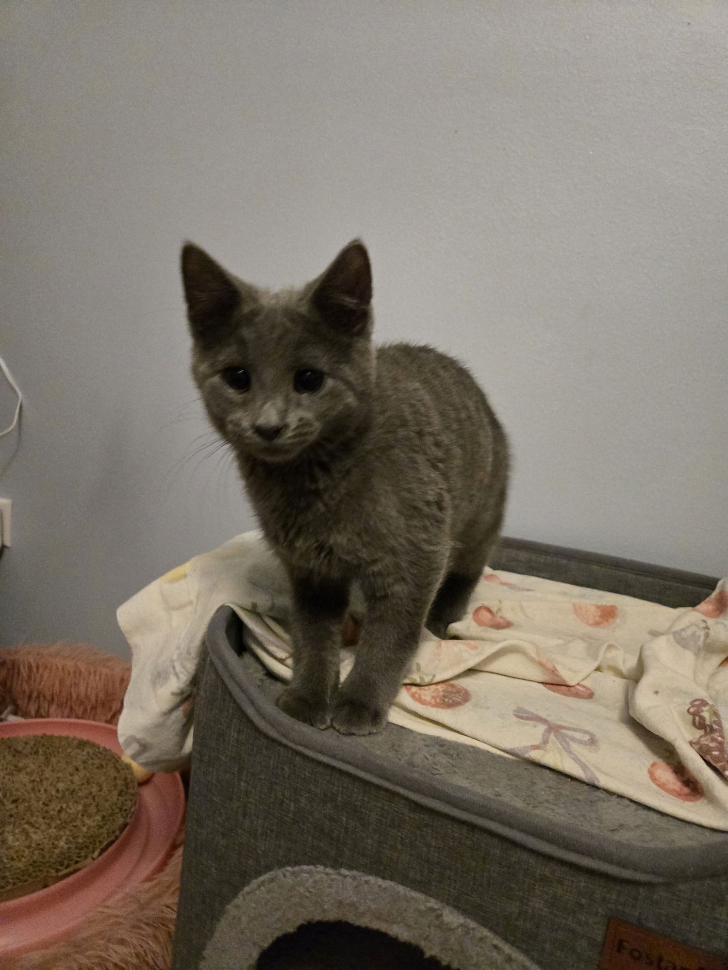 Charlie Brown - Photo 4